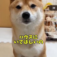 業者さんが来た日のはなちゃん