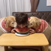 スイカにかぶりつく