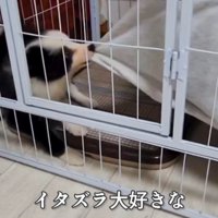 飼い主の服の裾を咥える犬