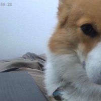 お留守番中のポムちゃん2