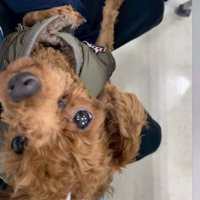 カメラを見上げる犬