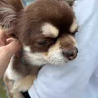 抱っこされる老犬2