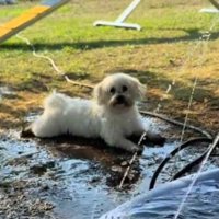 泥だらけの水たまりの上に伏せをする犬