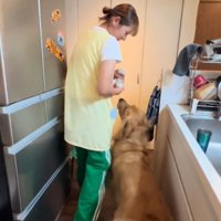 しっぽを振りながら飼い主についていく犬