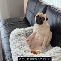 人間のように座るまめぞう君7