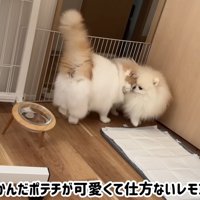 ポテチくんとレモンさんの再会⑩