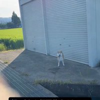 シャッターの前に立つ犬