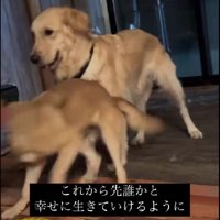 仲間がたくさんできたよ！