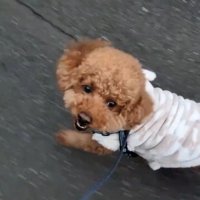 元気にお散歩するれおん君3