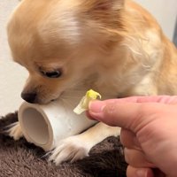 トイレットペーパーを守るジョルノちゃん2