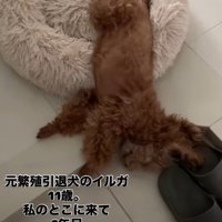 安心しきった表情にホッコリ