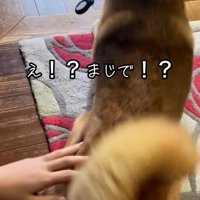 立ち上がるごんちゃん