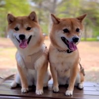 仲良く並ぶ姉妹犬
