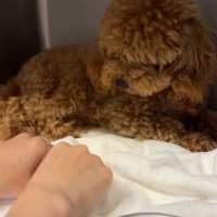 ケージの隅で震えながら人の手をにらみつけるボサボサのトイプードルのパピー