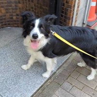 ママの機嫌が悪い時のワンコたちの行動⑩