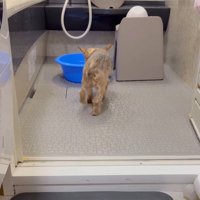 気が向かないけど頑張る…