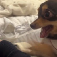 口が開いていく犬