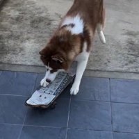 スケボーにも挑戦