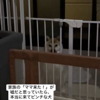 「良い子」な豆助くん