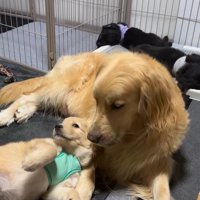 たのちゃんと赤ちゃん犬3