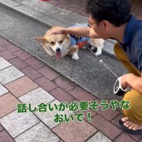 頭をなでられる犬
