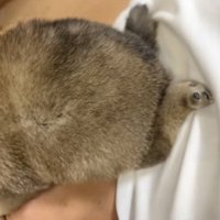 コロコロの子犬1