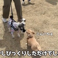 他の子にご挨拶♪