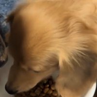 皿に入ったごはんを食べる犬