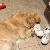 靴のにおいを嗅いでる！？