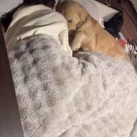 枕を共有してぴったりくっつく犬と人