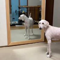 「もう元には戻らないの…？」