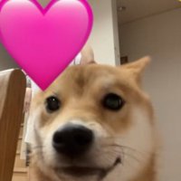 柴犬さんが乱入！？