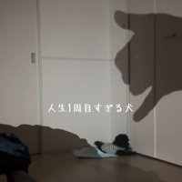 手の影に反応する犬