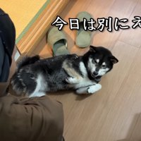 お散歩に行きたくない