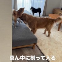 窓際に避難した黒柴さん