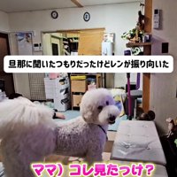 振り向いて飼い主の声に反応する犬