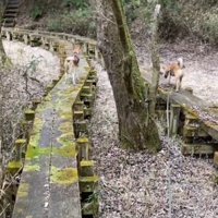2つの遊歩道の間に立っている木