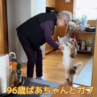 おばあちゃんと手を取り合う笑顔の犬