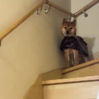 お散歩前のどんちゃん