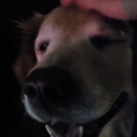 里親の元へ向かう大型犬