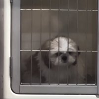 ケージに入る犬