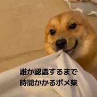 耳を後ろに倒して喜びながら飼い主に飛びつく犬