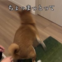 お姉ちゃん帰宅時のけいちゃん4