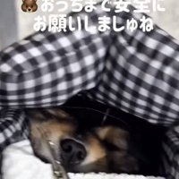 バッグの中で目を細める犬