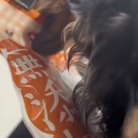 おやつの袋を加えて持っていく犬
