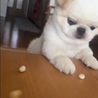 ボーロを食べたいワンコ6