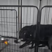 縄を取り合う犬2