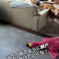網戸を突き抜けちゃった！！