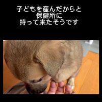 保健所に持ち込まれてしまった
