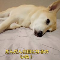 横になるすいちゃん